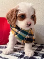 Cole, a male Cavapoo for sale in Las Vegas, NV – Photo 2 of 3