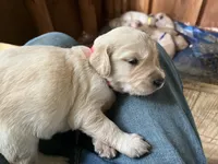 Pink Collar Female, a female Golden Retriever for sale in Greenville, PA – 5 of 5