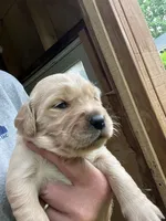 Purple Collar Female, a female Golden Retriever for sale in Greenville, PA – 5 of 5