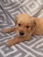 Red Collar Female , a female Golden Retriever for sale in Greenville, PA – 2 of 6