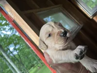 Silver Collar Female, a female Golden Retriever for sale in Greenville, PA – 5 of 5