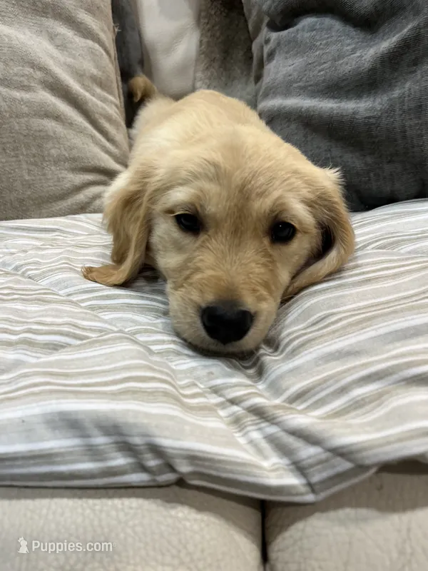 Pink Collar Female – Golden Retriever puppy for sale in Greenville, PA