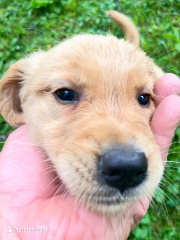 Red Collar Female  – Golden Retriever puppy for sale in Greenville, PA