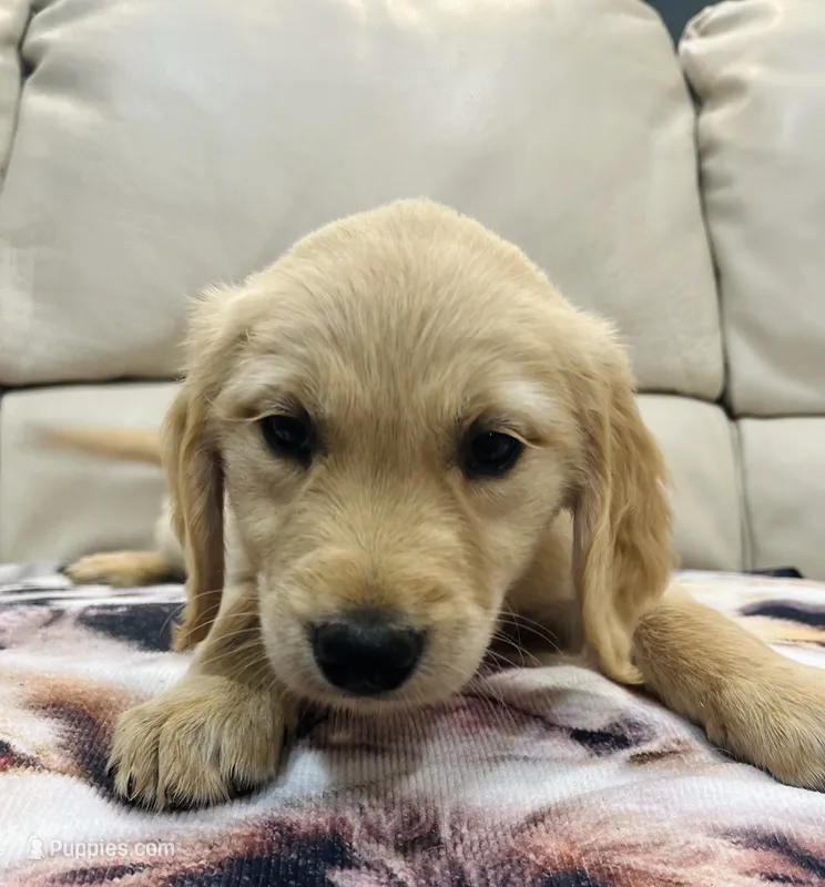 Pink Collar Female – Golden Retriever puppy for sale in Greenville, PA