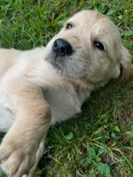 Silver Collar Female, a female Golden Retriever for sale in Greenville, PA – 1 of 5
