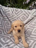 Silver Collar Female, a female Golden Retriever for sale in Greenville, PA – 2 of 5