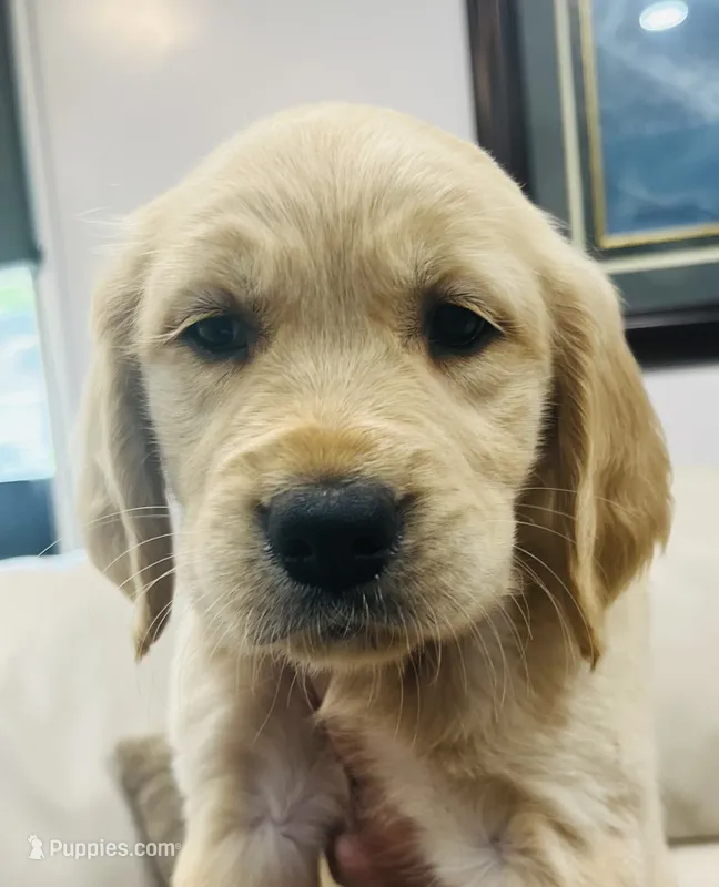 Silver Collar Female – Golden Retriever puppy for sale in Greenville, PA