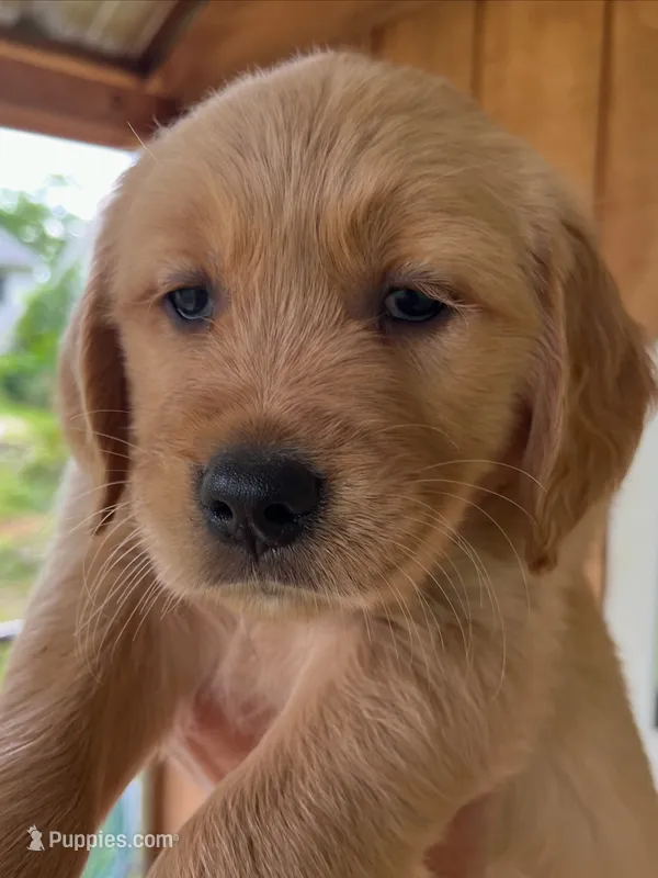 Purple Collar Female – Golden Retriever puppy for sale in Greenville, PA