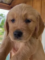 Purple Collar Female, a female Golden Retriever for sale in Greenville, PA – 1 of 5