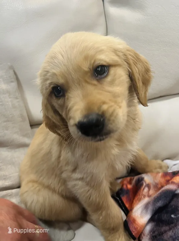 Red Collar Female  – Golden Retriever puppy for sale in Greenville, PA