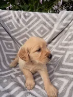 Silver Collar Female, a female Golden Retriever for sale in Greenville, PA – 3 of 5