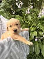 Red Collar Female , a female Golden Retriever for sale in Greenville, PA – 5 of 6