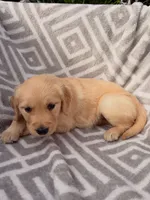 Pink Collar Female, a female Golden Retriever for sale in Greenville, PA – 3 of 5
