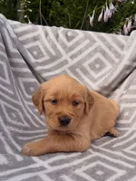 Purple Collar Female, a female Golden Retriever for sale in Greenville, PA – 4 of 5