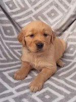 Purple Collar Female, a female Golden Retriever for sale in Greenville, PA – 3 of 5