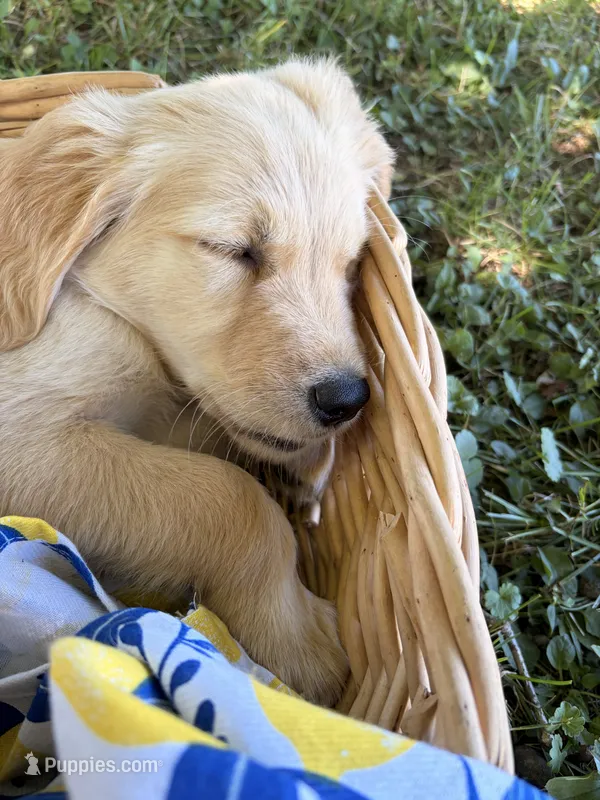 Silver Collar Female – Golden Retriever puppy for sale in Greenville, PA