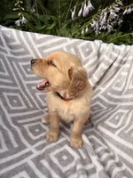 Red Collar Female , a female Golden Retriever for sale in Greenville, PA – 4 of 6