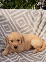 Pink Collar Female, a female Golden Retriever for sale in Greenville, PA – 2 of 5