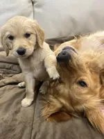 Pink Collar Female, a female Golden Retriever for sale in Greenville, PA – 1 of 5