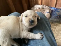Pink Collar Female, a female Golden Retriever for sale in Greenville, PA – 4 of 5
