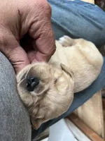 Red Collar Female , a female Golden Retriever for sale in Greenville, PA – 6 of 6