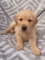 Silver Collar Female, a female Golden Retriever for sale in Greenville, PA – 4 of 5