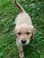 Red Collar Female , a female Golden Retriever for sale in Greenville, PA – 3 of 6