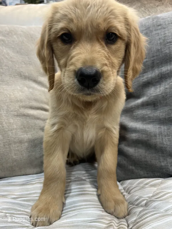 Red Collar Female  – Golden Retriever puppy for sale in Greenville, PA