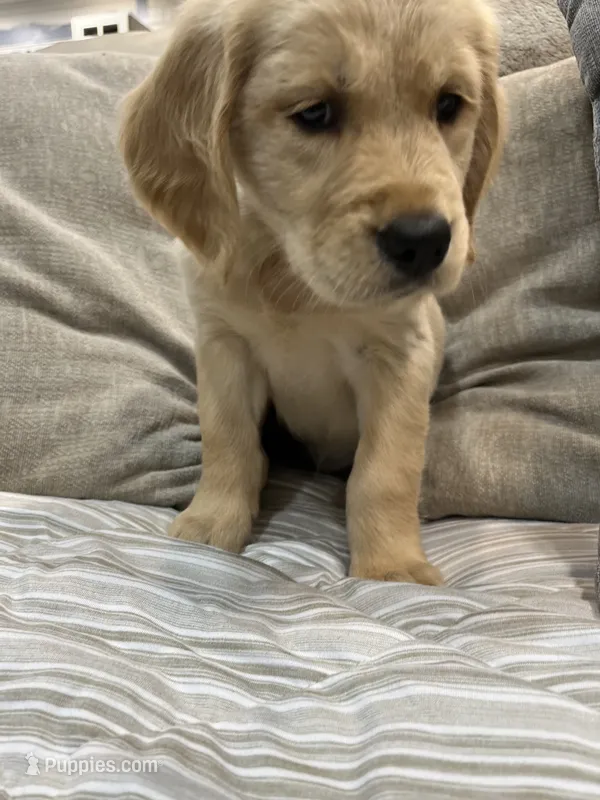 Silver Collar Female – Golden Retriever puppy for sale in Greenville, PA