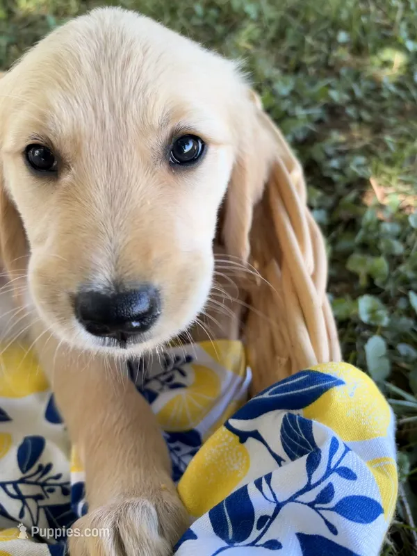 Silver Collar Female – Golden Retriever puppy for sale in Greenville, PA
