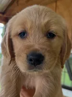 Purple Collar Female, a female Golden Retriever for sale in Greenville, PA – 2 of 5