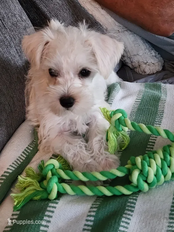 Lucy – Miniature Schnauzer puppy for sale in Alliance, OH