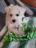 Lucy, a female Miniature Schnauzer for sale in Alliance, OH – 3 of 5