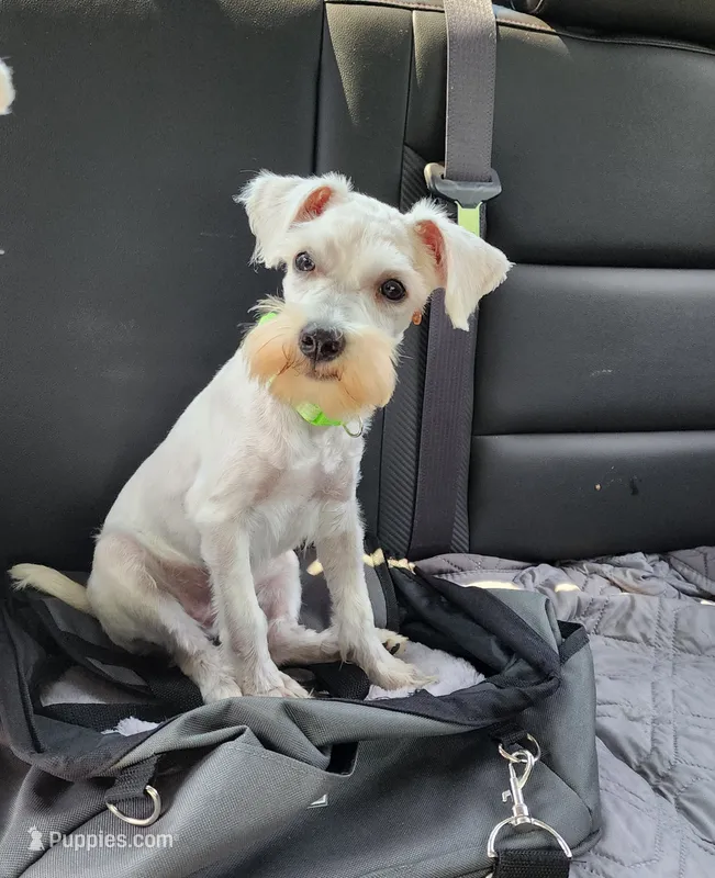 Lucy – Miniature Schnauzer puppy for sale in Alliance, OH