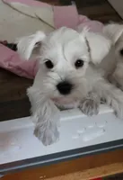 Lucy, a female Miniature Schnauzer for sale in Alliance, OH – 2 of 5