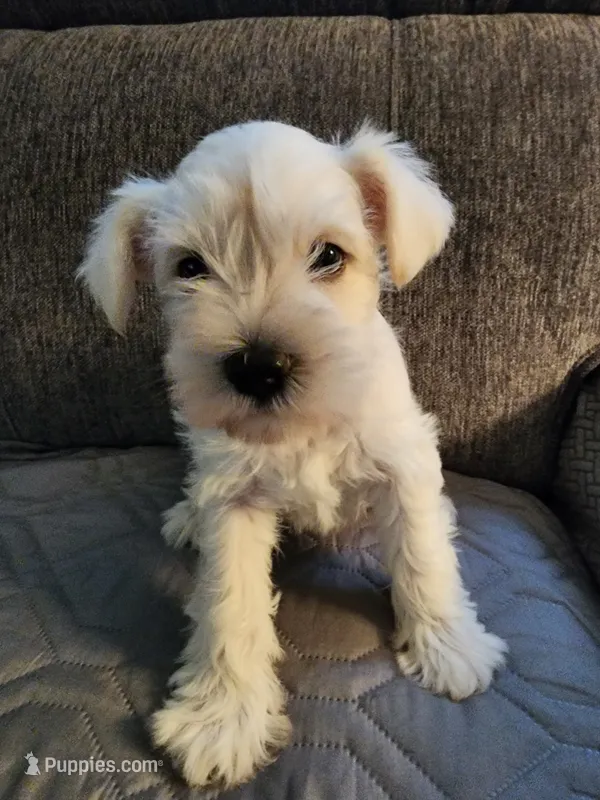 Ethel – Miniature Schnauzer puppy for sale in Alliance, OH