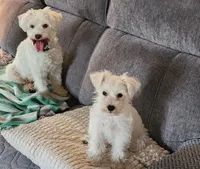 Lucy, a female Miniature Schnauzer for sale in Alliance, OH – 4 of 5