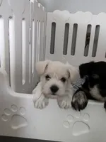 Ricky, a male Miniature Schnauzer for sale in Alliance, OH – 3 of 6