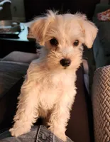 Lucy, a female Miniature Schnauzer for sale in Alliance, OH – 1 of 5