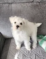 Lucy, a female Miniature Schnauzer for sale in Alliance, OH – 5 of 5