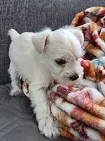 Ricky, a male Miniature Schnauzer for sale in Alliance, OH – 4 of 6