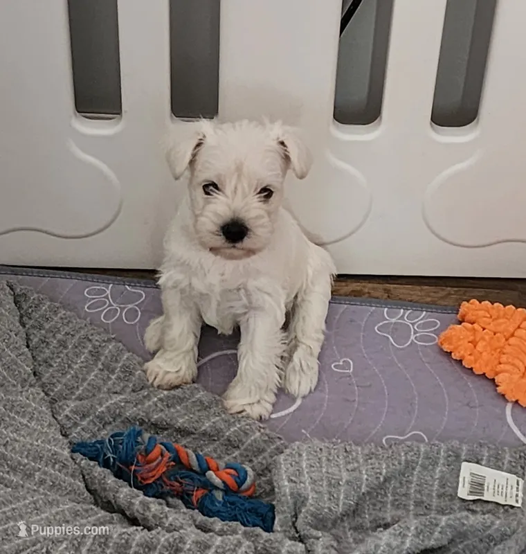 Lucy – Miniature Schnauzer puppy for sale in Alliance, OH