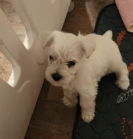 Ricky, a male Miniature Schnauzer for sale in Alliance, OH – 5 of 6