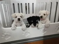 Ricky, a male Miniature Schnauzer for sale in Alliance, OH – 6 of 6
