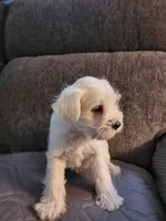 Ethel (SOLD), a female Miniature Schnauzer for sale in Alliance, OH – 2 of 2