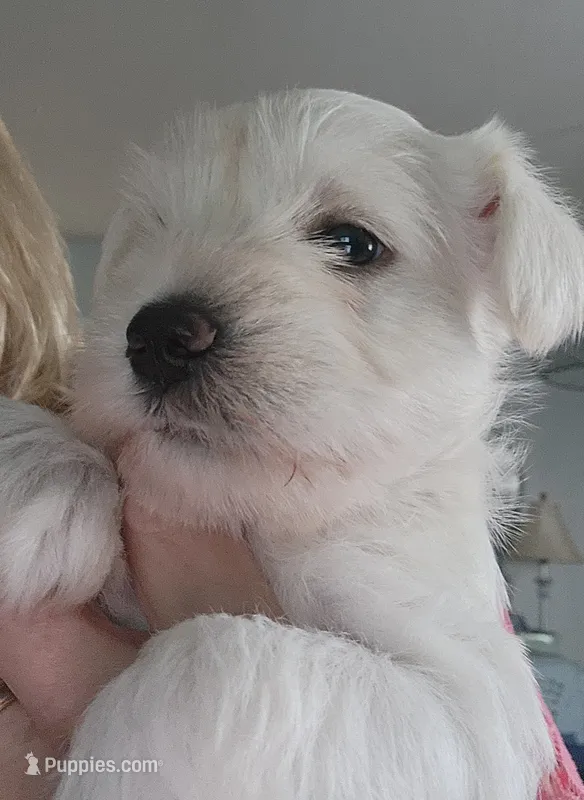 Ethel – Miniature Schnauzer puppy for sale in Alliance, OH
