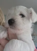 Ethel, a female Miniature Schnauzer for sale in Alliance, OH – 1 of 1