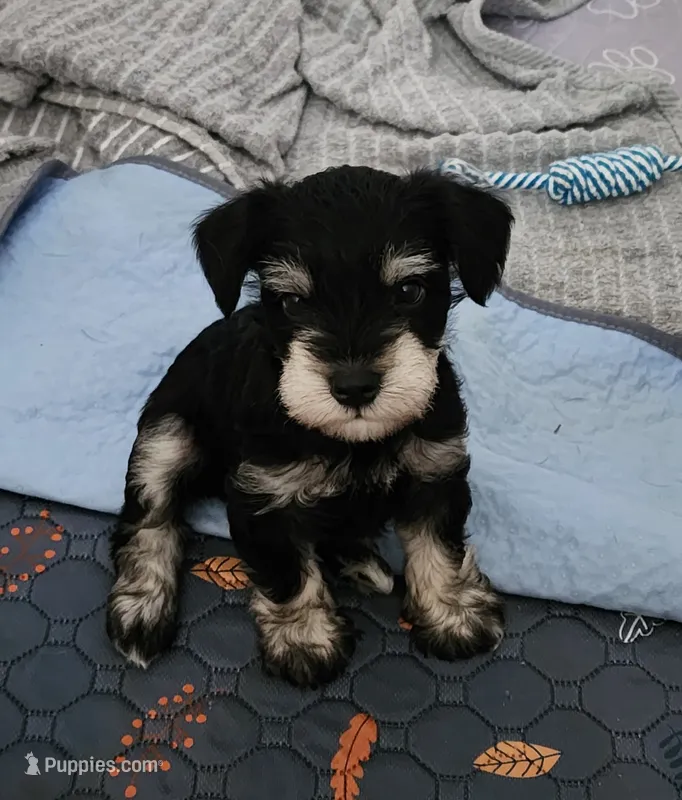 Ricky – Miniature Schnauzer puppy for sale in Alliance, OH