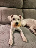 Lucy, a female Miniature Schnauzer for sale in Alliance, OH – 2 of 2