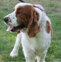Opie, a male English Springer Spaniel for sale in Shelbyville, IL – 2 of 5